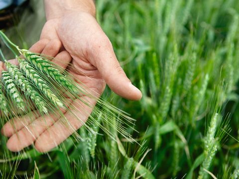Hands holding Green Wheat