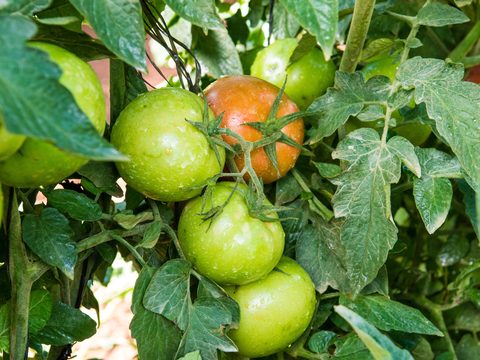 Close up on tomato fruits on plant