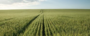 Green wheat in field