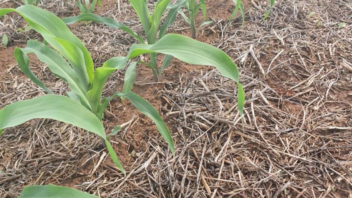 Young Corn plants in rows