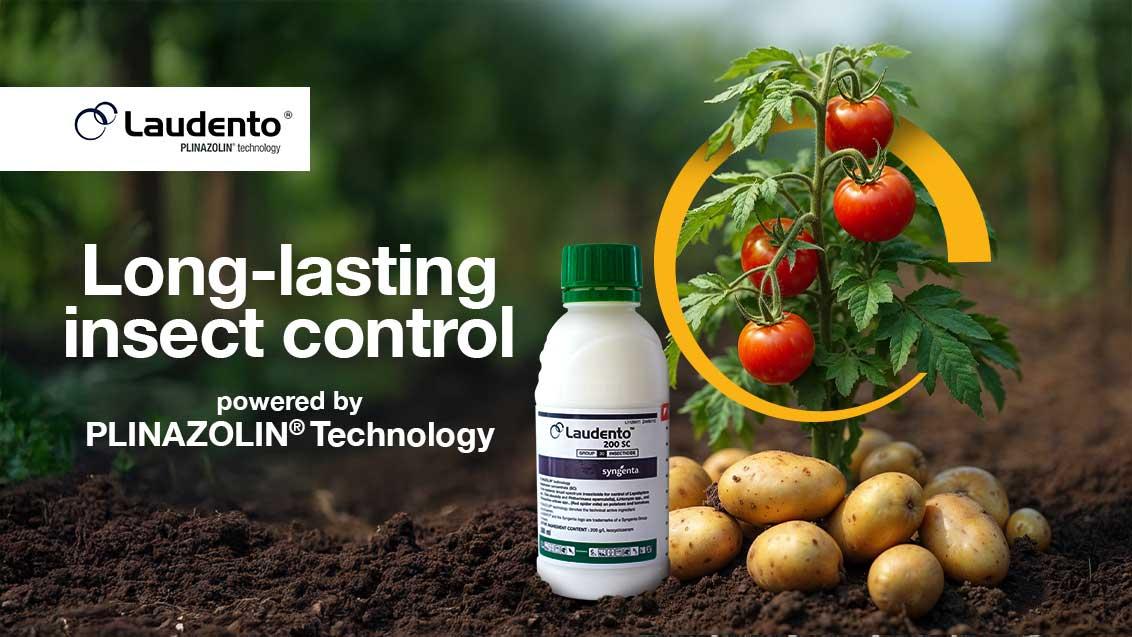 laudento-web-banner