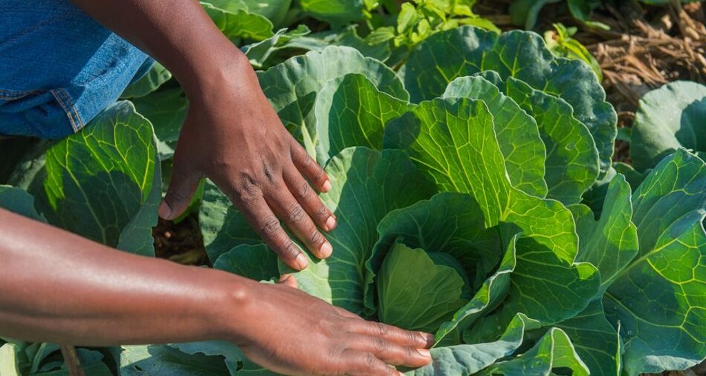 Zoom on Cabbage with two hands