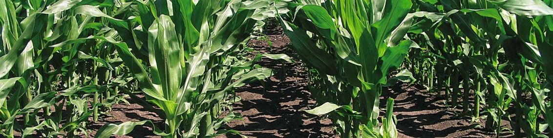 green maize in field with bare ground 