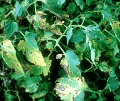 early blight alternaria on tomato leaf