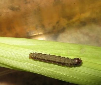Fall armyworm on leaf