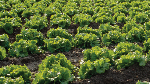 Lettuce in the field ready to harvest