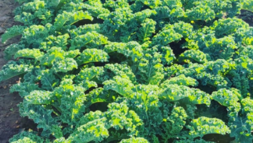 A field of curly kale