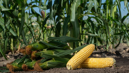 Pile of sweet corn in field
