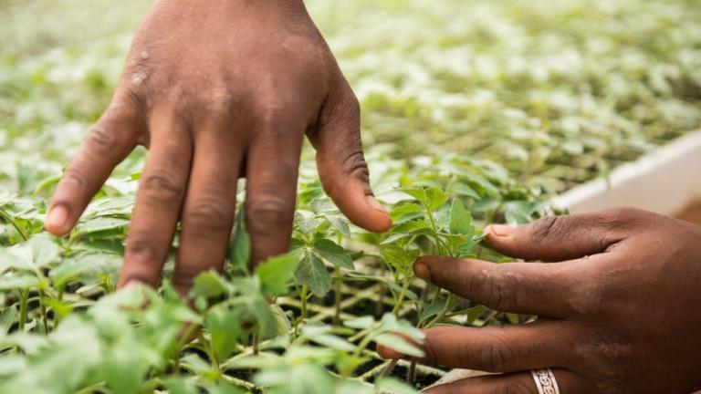 Hands holding tomato seedling