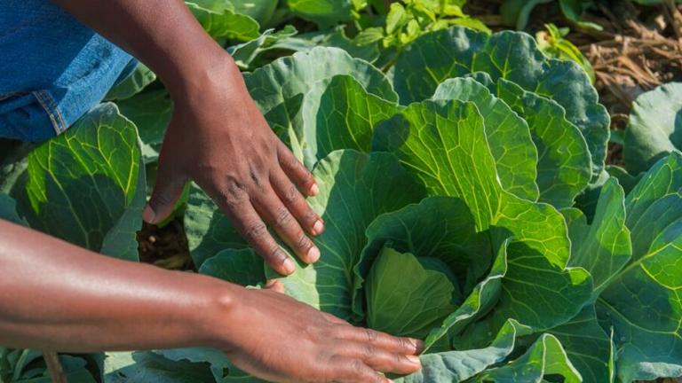 Zoom on Cabbage with two hands