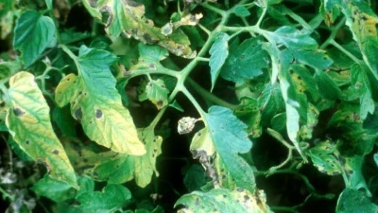 early blight alternaria on tomato leaf