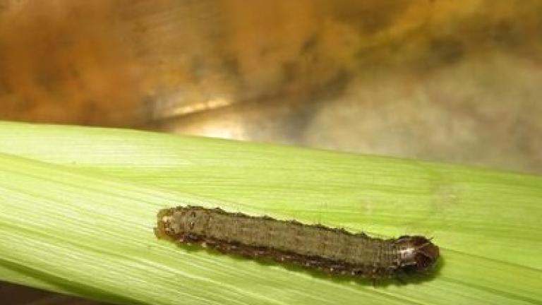 Fall armyworm on leaf