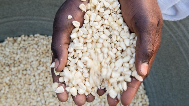 Hands holing dray maize