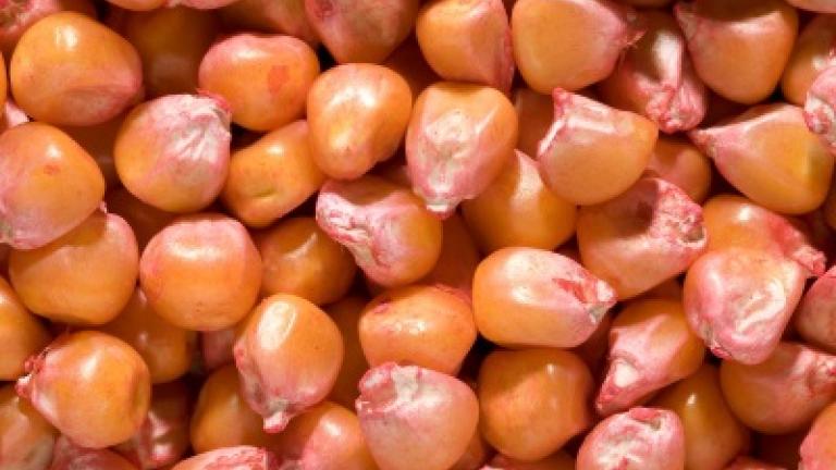 Treated Maize Seed