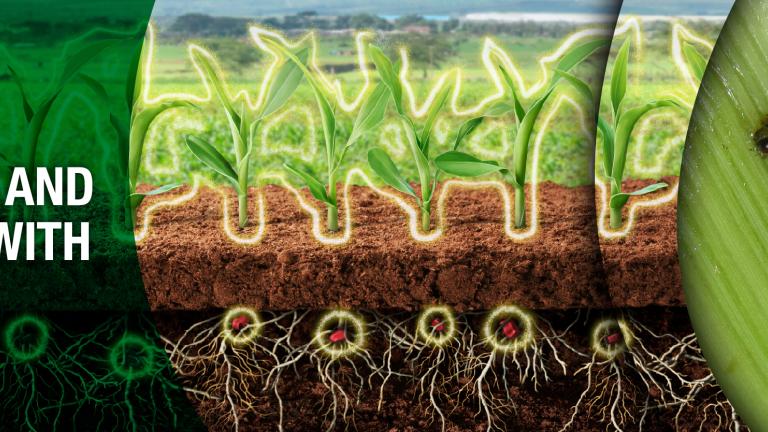 "Game Changing Fall Army Worm and Insect control with Fortenza Duo"