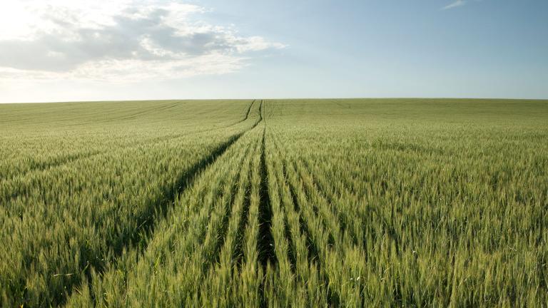 Green wheat in field
