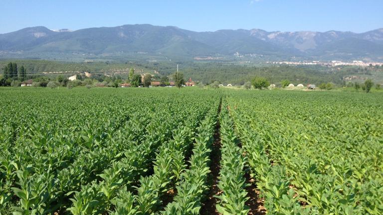 Green Tobacco in field