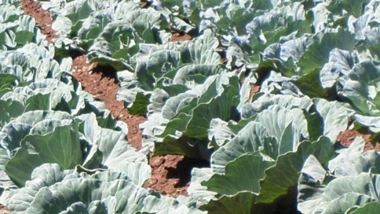 Cabbage in Field
