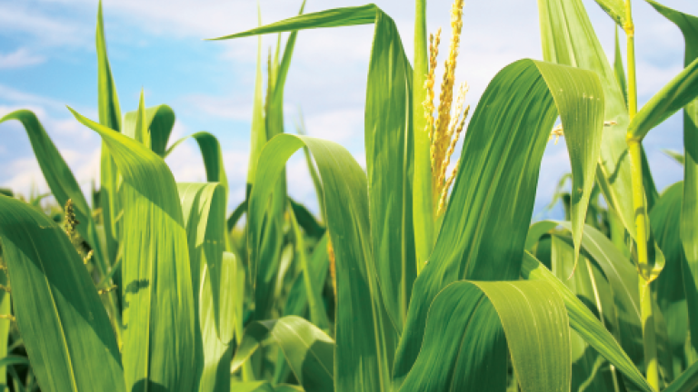 Flowering Maize stalk against the Blue Sky