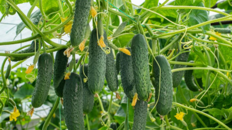 Cucumber hanging off the vine