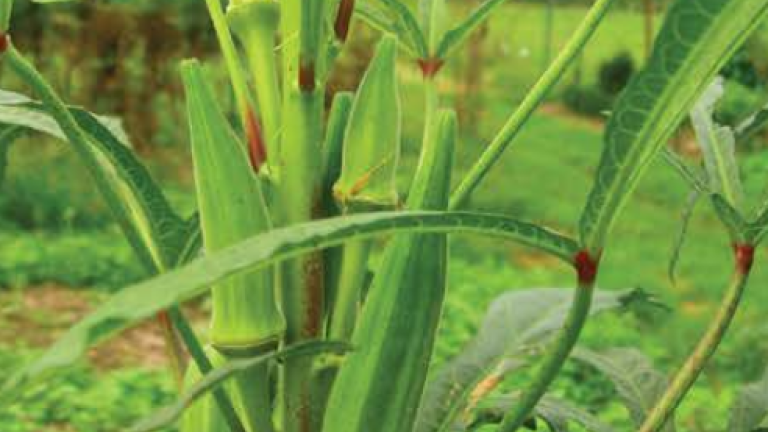 Okra In field