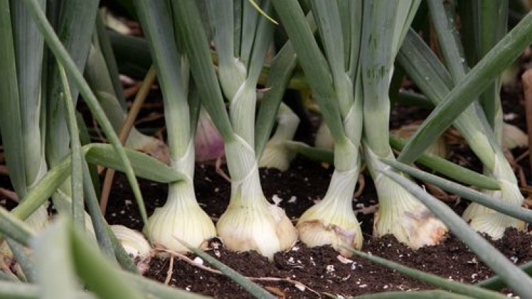 Onion in field, with bulbs visible above soil