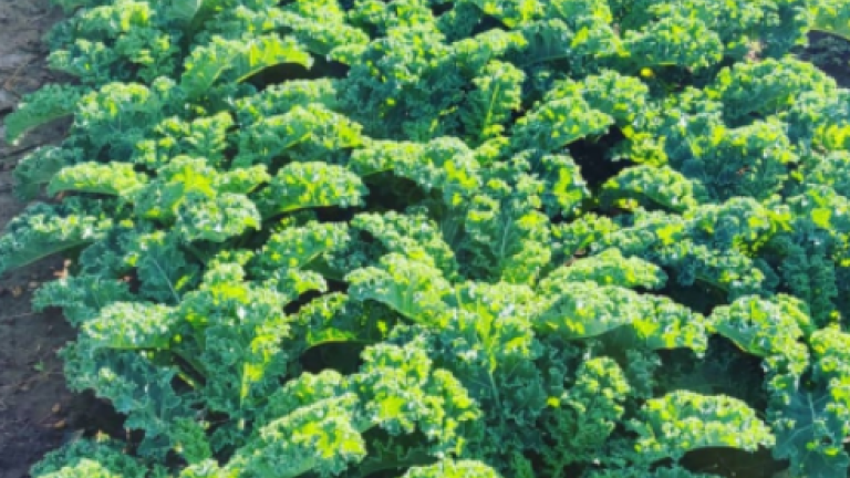 A field of curly kale