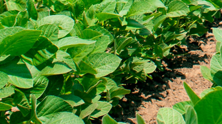 Young Soybean Plant in the filed