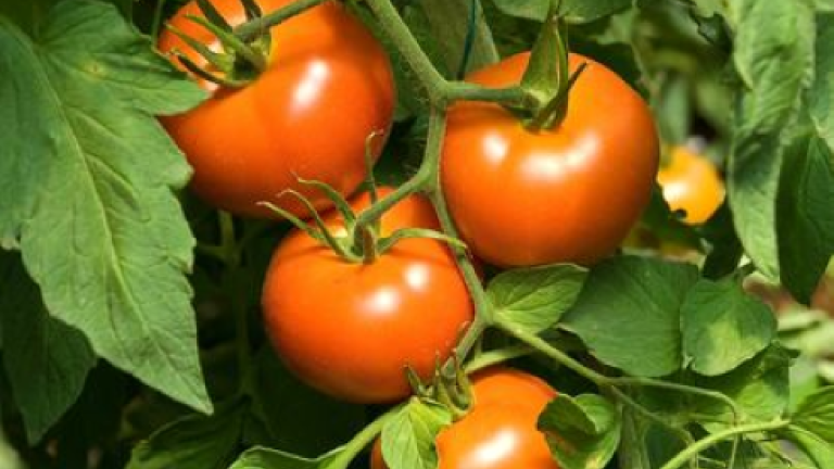 Red Tomatoes on the vine