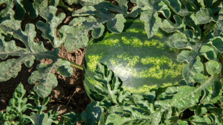 A watermelon lying amongst the leaves in a field